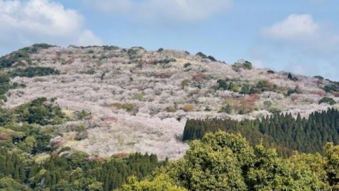 山に桜が咲いている様子