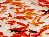 すくい金魚 | レントオール宮崎（株式会社凌駕）